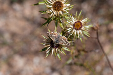 close up of a thistle