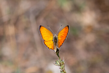 Alev Ateşi » Lycaena kefersteinii » Turkish Fiery Copper