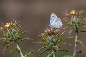 Lycaenidae / Çokgözlü Dafnis / Meleager's Blue / Polyommatus daphnis