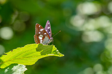 Nymphalidae / Akdeniz Hanımeli Kelebeği / Southern White Admiral / Limenitis reducta