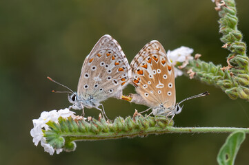 butterfly on a flower