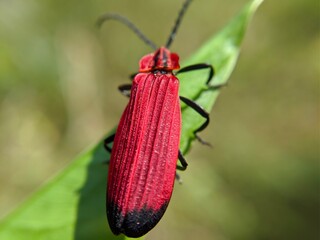 Macro of fire-colored beetle insect