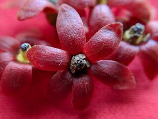 Macro of red flower texture