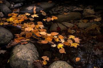 autumn leaves on the rocks and in the water