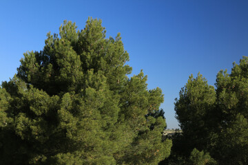 Fototapeta premium Forest of Aleppo Pine, Pinus halepensis