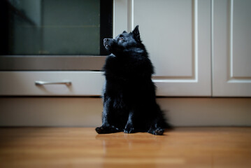 Cute young Schipperke puppy at home.