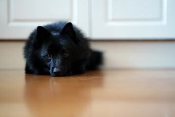 Cute young Schipperke puppy is resting at home.