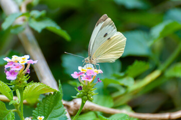 White butterfly Posing on a Group of little flowers