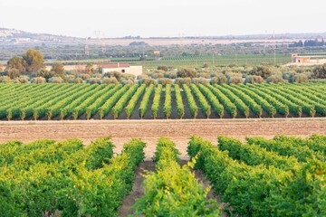 Fototapeta na wymiar Italian Grapes Plantation in Summer near Taranto at Golden Hour