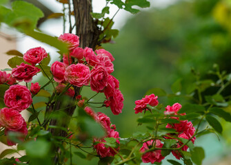 Climbing roses in the garden of red roses. Blooming Roses on the Bush. Growing roses in the garden