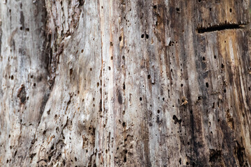 Tree trunk damaged, eaten by borer insects, close-up view. Forest natural texture background. Tree with holes surface details