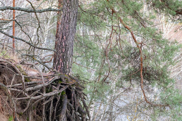 Pine tree growing on hill edge with gorgeous roots and green branches. Wild forest scenery