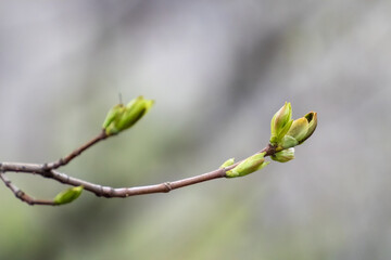 Young tree branch with buds close-up on sunny spring day with blurred background. New leaves growing on branches