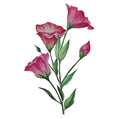 heliopsis flower illustration