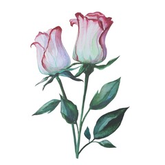 blooming roses in a bunch watercolor illustration