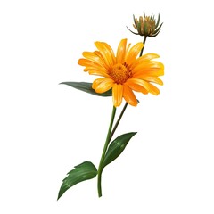 Heliopsis, sunflower, yellow flower illustration