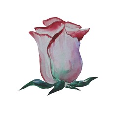 blooming roses in a bunch watercolor illustration