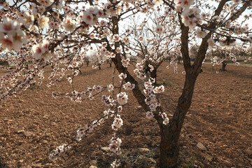 Close-up of Blossoming cherry tree in spring with blue sky