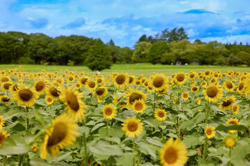 東京都／昭和記念公園／ひまわり