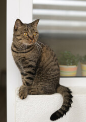 domestic cat on the window