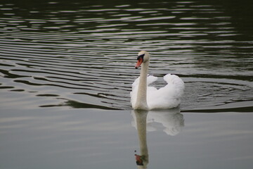 cygne 3