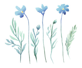 Forget me not  flowers. Watercolor illustration