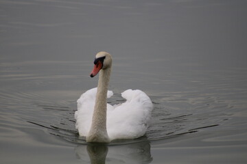 Fototapeta premium cygne 2