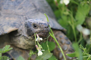 tortue mange 3

