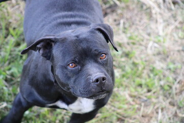 staffy tranquille