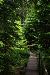 A wooden path on a hiking trail