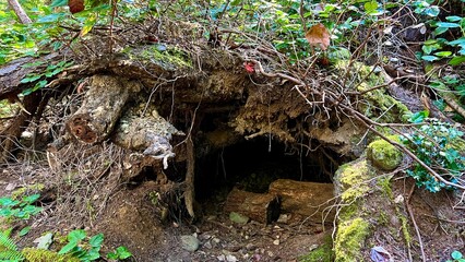 bears den under a tree in a large hole in which logs lie and tree roots are visible Carpathians or...