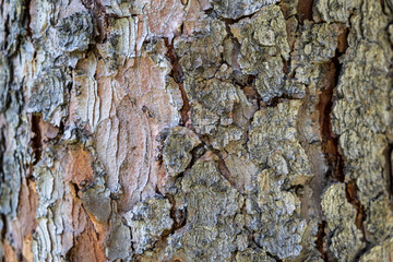bark on old Tree   tree. close up of bark. background and texture