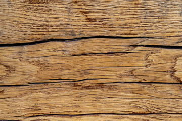 Fototapeta premium background and texture nature tree 