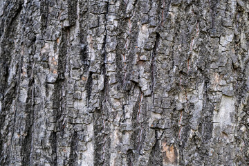 bark on old Tree   tree. close up of bark. background and texture