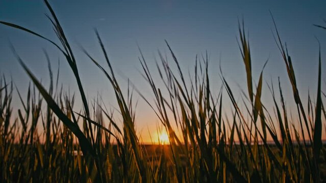  Salzgras bei Sonnenuntergang