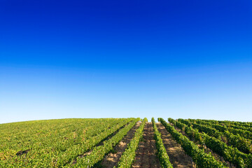 Aerial view of the rows of a vineyard in full ripeness