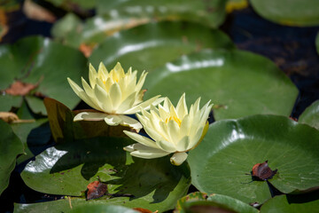水郷佐原の蓮