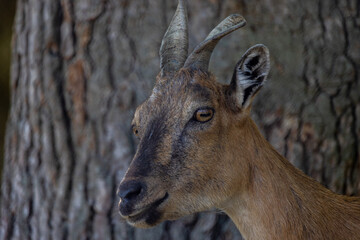 Goat Portrait Close Up With Tree Trunk Texture Background Native In Nigeria