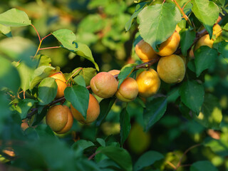 Organic apricots hanging on a apricot tree