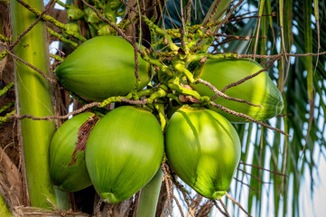 coconut tree in the garden.