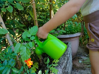 watering the plants - 523016485