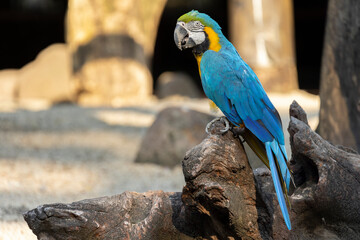 The colorful Parrot is on the wood