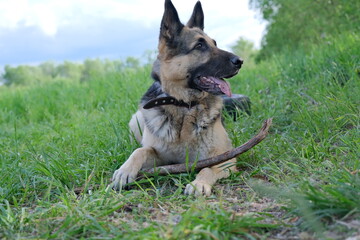 A German shepherd dog plays with a wheel on a green field
