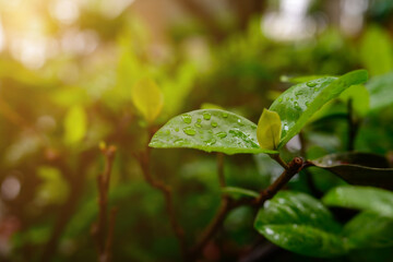 green leaves filled with dew after the rain forf background.