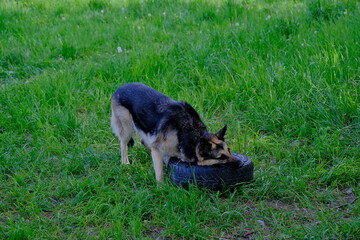 A German shepherd dog plays with a wheel on a green field