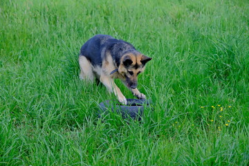 A German shepherd dog plays with a wheel on a green field