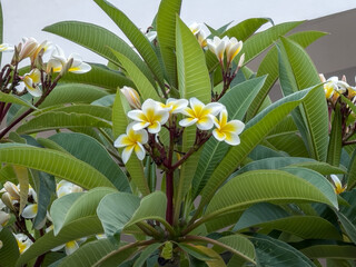 Plumeria. Bushes with white dense flowers. © EleniaPhoto