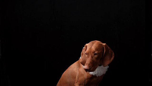 dog in the collar of the frill. Beautiful Hungarian Vizsla on a black background in the studio
