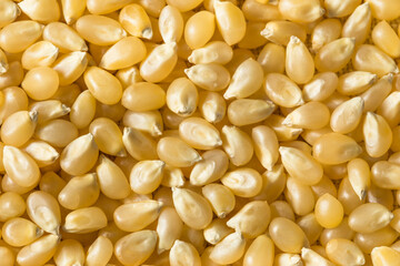 Dry Organic White Popcorn Kernels