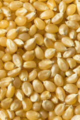 Dry Organic White Popcorn Kernels